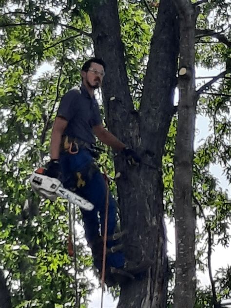 lakeland tree service.